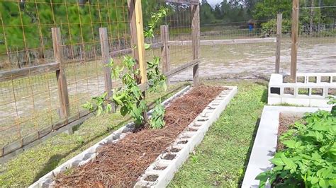 Passion Fruit Trellis 22417 Youtube