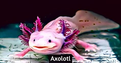 Axolotl Axolotl Axolotl Care Axolotl Cute Images And Photos Finder