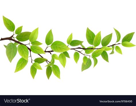 Small Tree Branch With Green Leaves Royalty Free Vector Vetores