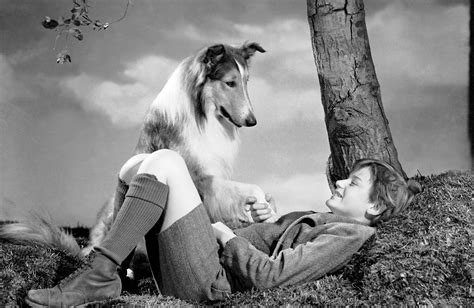 Lassie Come Home 1943 Was The First Movie To Have The Role Of The Dog