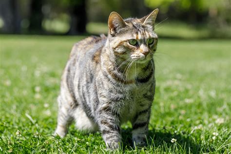About The American Bobtail Cat All To Do With Cats