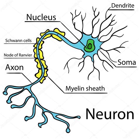 Anatomía De Una Neurona Humana Típica Vector 2 2024