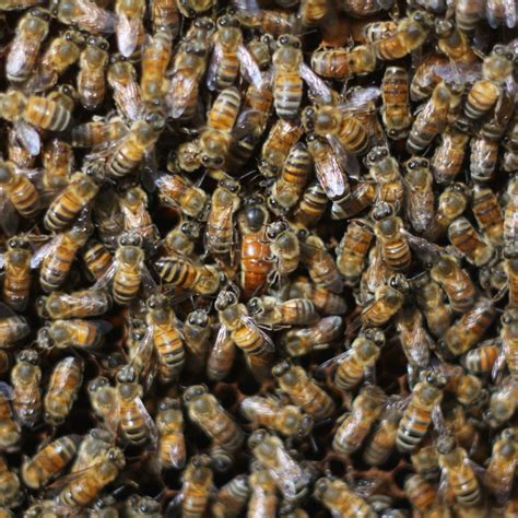6 THINGS YOU DIDN T KNOW ABOUT QUEEN BEES Beekeeping Like A Girl