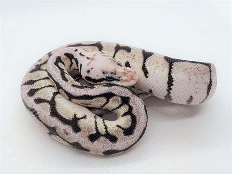 Black Axanthic Pastel Spider Morph List World Of Ball Pythons