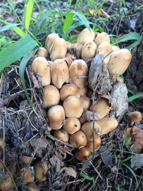 Help Identify Is It Magic Mushrooms Mushroom Hunting And