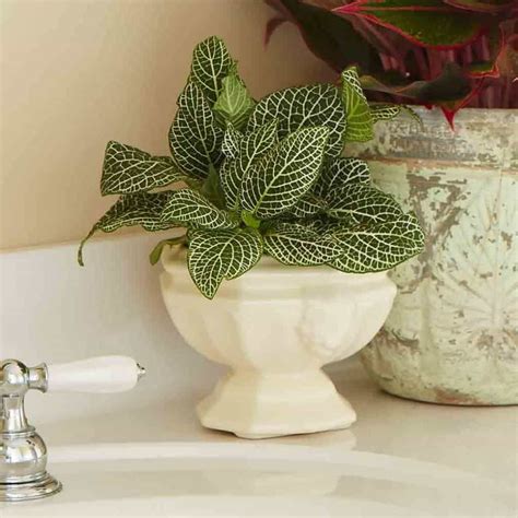 Bathroom With Fittonia Indoor Plant Low Light House Plants Indoor