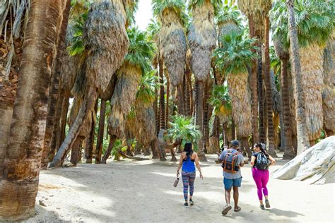Top 8 Amazing Places To Take Photos In Palm Springs Secret World