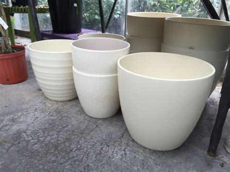 Medium and large indoor pottery (cache pots). | Large indoor plants, Houseplants indoor, Indoor