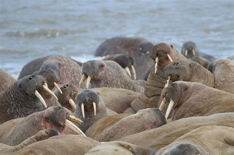 Scientists Discover 3000 Walruses On Russian Peninsula But Is It Bad