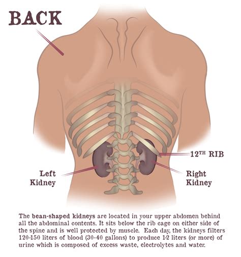 Superior to the adrenal glands c. Are The Kidneys Located Inside Of The Rib Cage - Pin by ...
