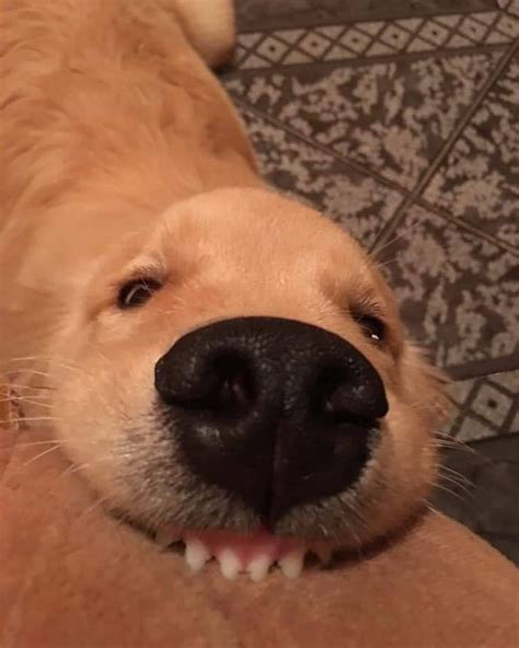 Dog Meme Face Really Rubrik Pilihan