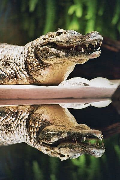 Caiman Animal Facts Caiman Crocodilus Melanosuchus Niger Caiman