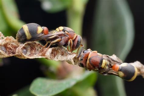 Premium Photo Super Macro Wasps Constructing A Paper Nest