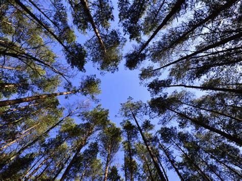 Trees Sky View From Below Wallpaper Hd Nature 4k Wallpapers Images
