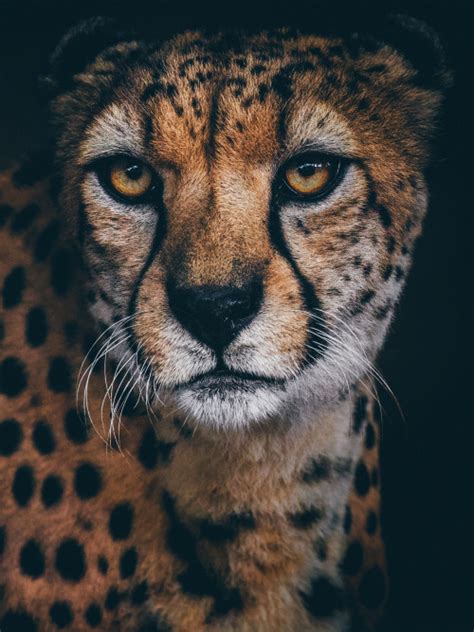 Cheetah Portrait By Paul E M