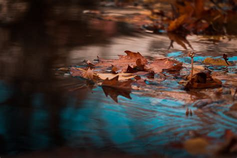 Free Images 4k Wallpaper Autumn Leaves Blur Body Of Water Color