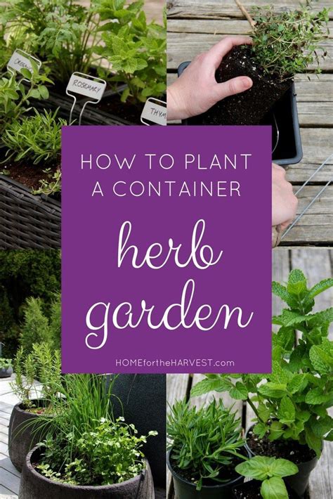 Detailed Tutorial For Planting A Container Herb Garden Without
