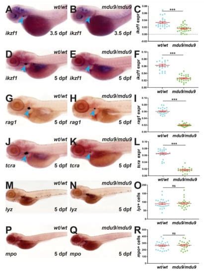 Biomolecules Free Full Text Zebrafish Model Of Severe Combined