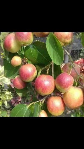 Full Sun Exposure Red Kashmiri Apple Ber Plants For Fruits At Rs 40plant In Sardarshahr