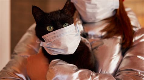 Feline Infectious Peritonitis Is No Longer A Death Sentence For Your