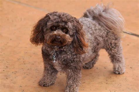 Pomapoo Dog Breed Complete Guide A Z Animals