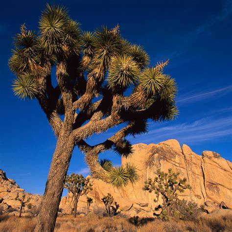 Where Are Dogs Allowed In Joshua Tree