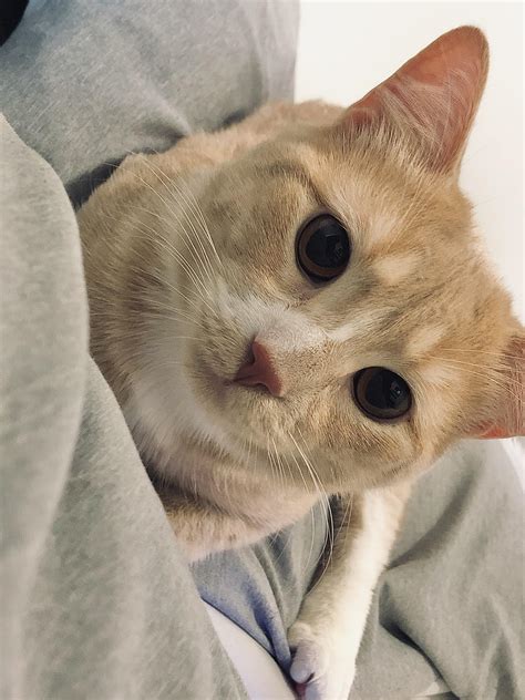 My Wholesome Cat Cheeto Rcatpictures