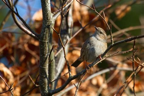 Dunnock Everything Is Permuted