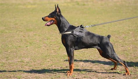 15 Most Popular Police Dog Breeds The Detector Dog Network