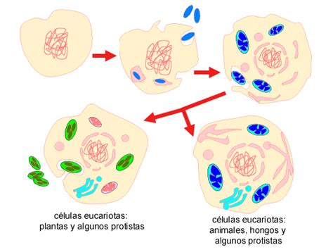 Evolucion Endosimbiotica Pdf