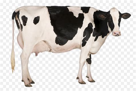 Holstein Friesian Ternak Susu Sapi Perah Gambar Png