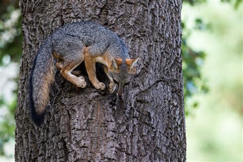 🔥 The Gray Fox Is One Of The Two Species Of Canid To Regularly Climb