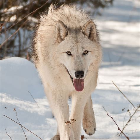 Arctic Wolf Local Business Photo Album By Anthony Weeks