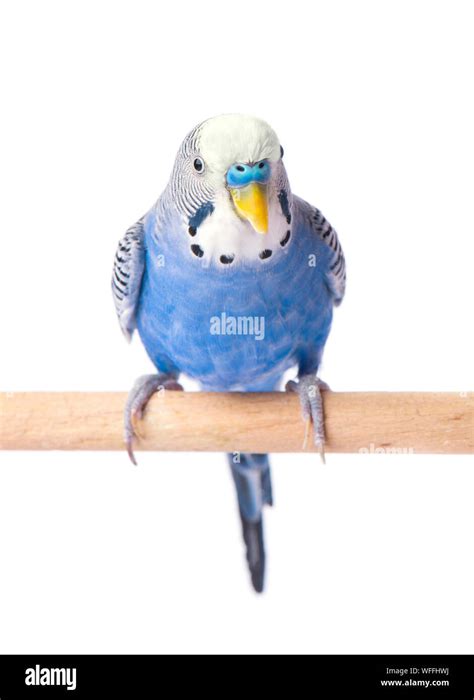 Wavy Parrot Blue Color Isolated On White Background Budgerigars