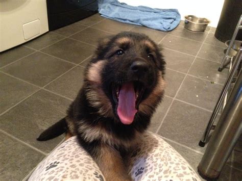 Panacur (fenbendazole) is used to treat. Chunky German shepherd puppies for sale | Chesterfield ...