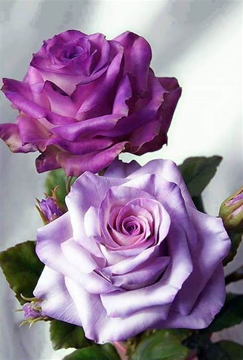 1023 Best Rose Reference Images On Pinterest Pretty Flowers