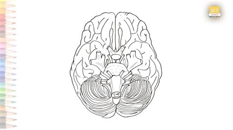 Science Diagrams B Rain Cranial Nerves Outline Drawings Human