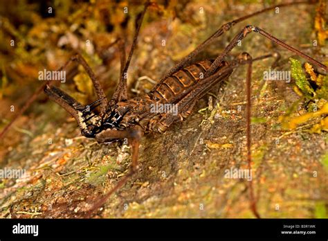 Arachnid Spineless Scorpions Amazon Rivers Napo River Hi Res Stock