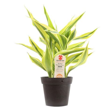 Costa Farms 48 In Exotic Angel Foliage Plant In Pot Ce48eaass The