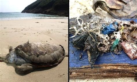 Shocking Photos Of Green Sea Turtle Killed By Ingesting Plastics And