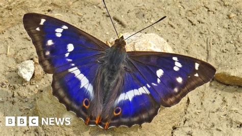Purple Emperor The Butterfly That Feeds On Rotting Flesh Bbc News