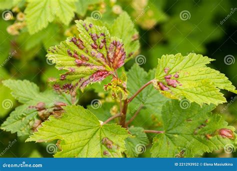 Plant Currant With Red Spots Of Fungal Disease In Garden Close Up Stock