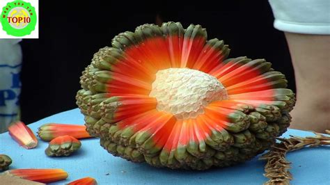 World Top 10 Weirdest Fruits Youtube