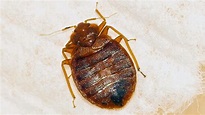 13 Bugs That Look Like Bed Bugs (How to Identify Them)