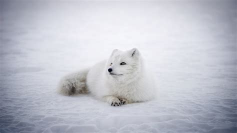 Mehr als nur ein bild. Hintergrundbilder Tiere Im Schnee Polarfuchs