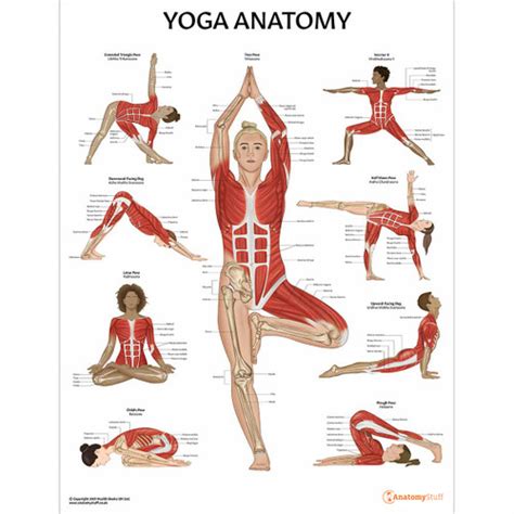 Yoga Anatomy Poster Anatomical Yoga Chart Anatomy Of Yoga