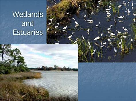 Ppt Wetlands And Estuaries Powerpoint Presentation Free Download
