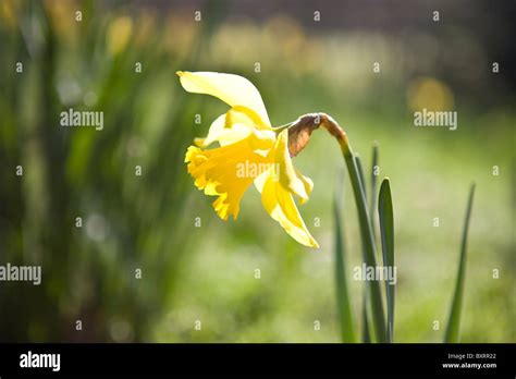 A Yellow Daffodil Side View Stock Photo Alamy