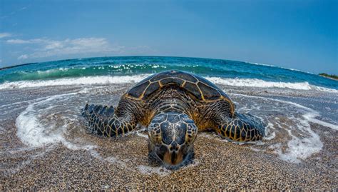 Big Island Beaches To Spot Green Sea Turtles Big Island Guide