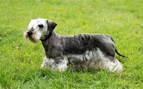 All About Cesky Terrier Dog Breed Origin Behavior Trainability